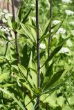 Lilium martagon