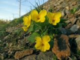 Viola uniflora. Цветущее растение на железнодорожной насыпи. Томск, 8 мая 2019 г.