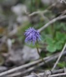 Globularia trichosantha. Соцветие. Турция, ил Эрзурум, окр. села Чамлыямак, каменистый берег реки. 22.04.2019.