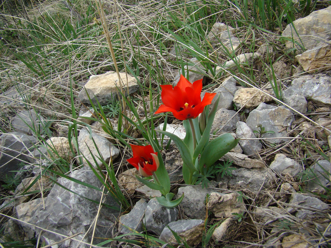 Image of Tulipa affinis specimen.