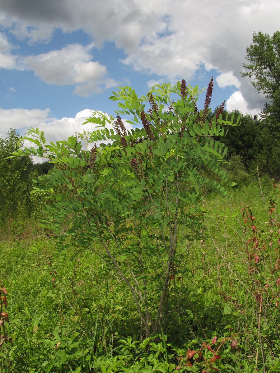 Изображение особи Amorpha fruticosa.