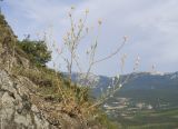 Centaurea stankovii. Плодоносящее растение. Южный Берег Крыма, сев.-вост. склон горы Аю-Даг, скальник. 06.08.2019.