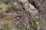 Oxytropis coerulea