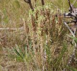 Onosma transrhymnensis