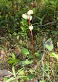 Pyrola chlorantha. Цветущее растение. Тверская обл., Весьегонский р-н, берег р. Реня, сосновый бор. 18 июня 2020 г.