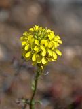 Erysimum cuspidatum