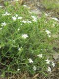 Stellaria dichotoma