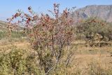 Cotoneaster soongoricus