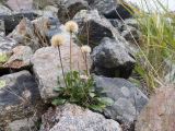 Erigeron uniflorus