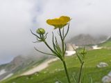 Ranunculus raddeanus. Верхушка цветущего растения. Адыгея, Фишт-Оштеновский массив, окр. Гузерипльского перевала, ≈ 1900 м н.у.м., субальпийский луг. 28.06.2023.