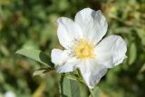 Rosa beggeriana