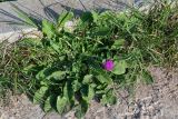 Centaurea pullata. Цветущее растение. Марокко, обл. Рабат - Сале - Кенитра, г. Рабат, у дороги. 07.01.2023.