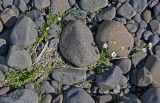 Cerastium regelii