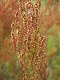 Rumex acetosella. Верхушка цветущего побега. Магаданская обл., Ольский р-н, окр. пгт Ола, пойма р. Ола, песчаная коса. 26.08.2017.