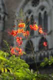 Caesalpinia pulcherrima