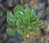 Alyssum umbellatum. Плоды. Южный берег Крыма, окр. пгт Гурзуф. 14.05.2007.