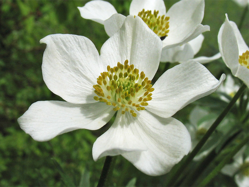 Image of Anemonastrum narcissiflorum specimen.