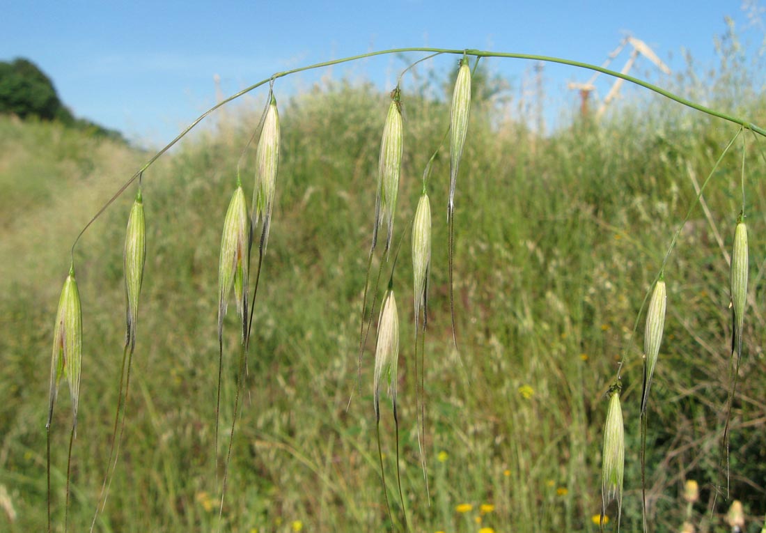 Изображение особи Avena persica.