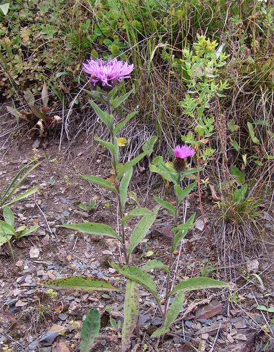 Изображение особи Centaurea abbreviata.
