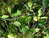 Betula humilis