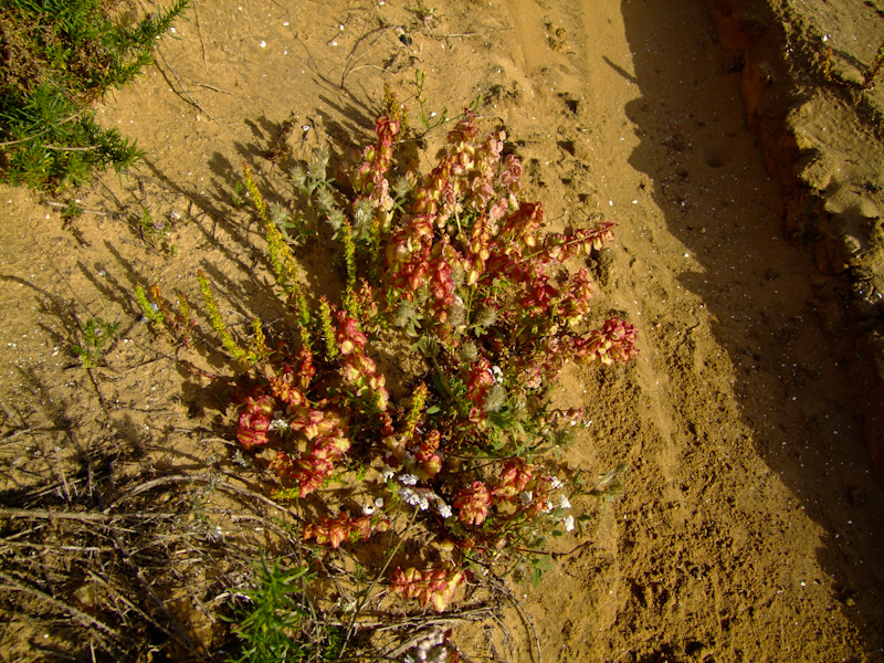 Изображение особи Rumex occultans.