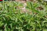 Potentilla reptans