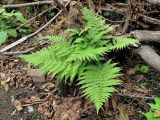 Athyrium monomachii. Общий вид растения. Владивосток, Академгородок. 15 сентября 2012 г.