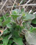 Veronica hederifolia