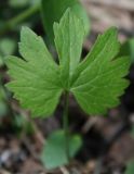 Ranunculus auricomus. (Ranunculus amblyodon). Обычный прикорневой лист. Ленинградская обл., Большая Ижора. 31.05.2009.