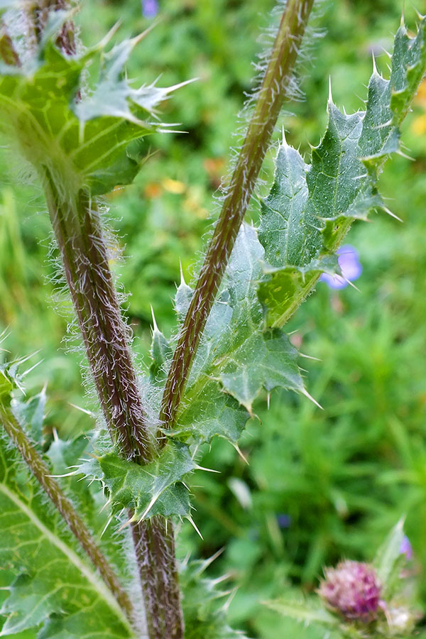 Изображение особи Cirsium polyacanthum.