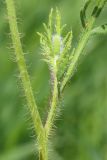 Papaver stevenianum. Часть побега. Ростовская обл., Неклиновский р-н, Николаевское с/п, балка. 06.05.2014.