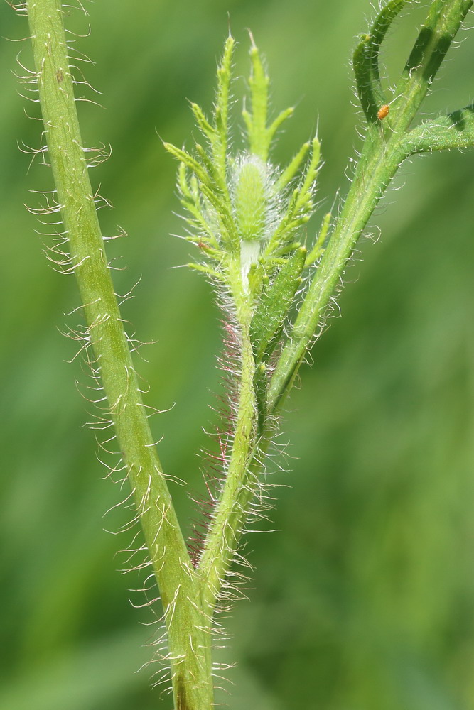 Изображение особи Papaver stevenianum.