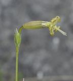 Silene radicosa