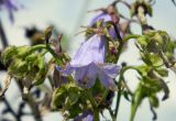 Campanula longistyla. Цветок и завязывающиеся плоды. Республика Абхазия, Новый Афон, вершина Иверской горы, на камнях. Август 2014 г.