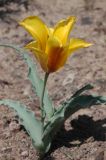 Tulipa behmiana