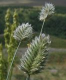 Agropyron kazachstanicum