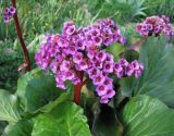 Bergenia crassifolia