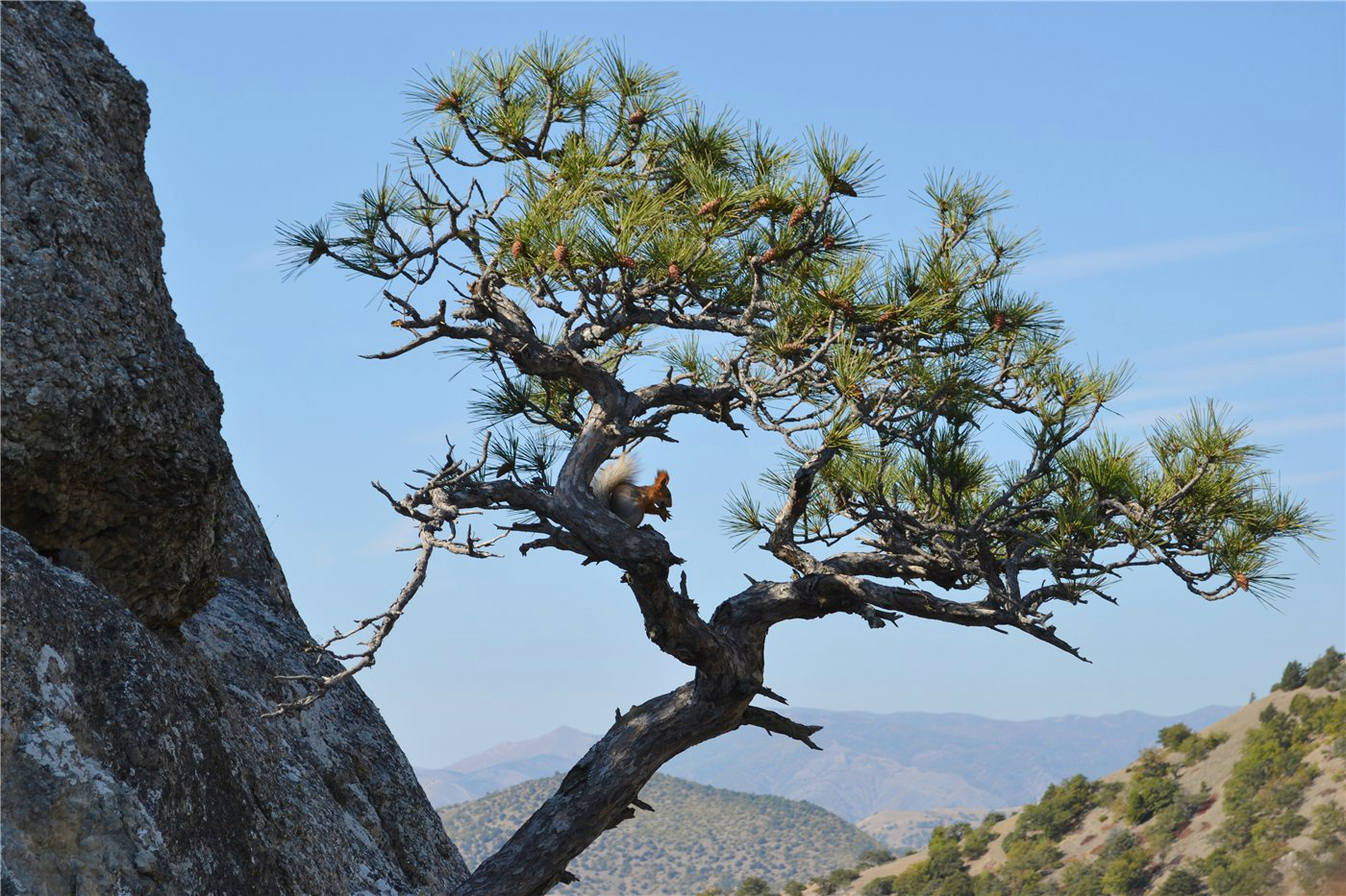 Изображение особи Pinus pallasiana.