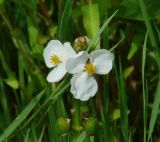 Sagittaria natans. Цветки и плоды. Иркутская обл., Иркутский р-н, окр. с. Смоленщина, дно обмелевшего озера. 10.07.2015.