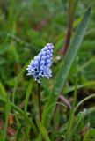 Hyacinthella leucophaea