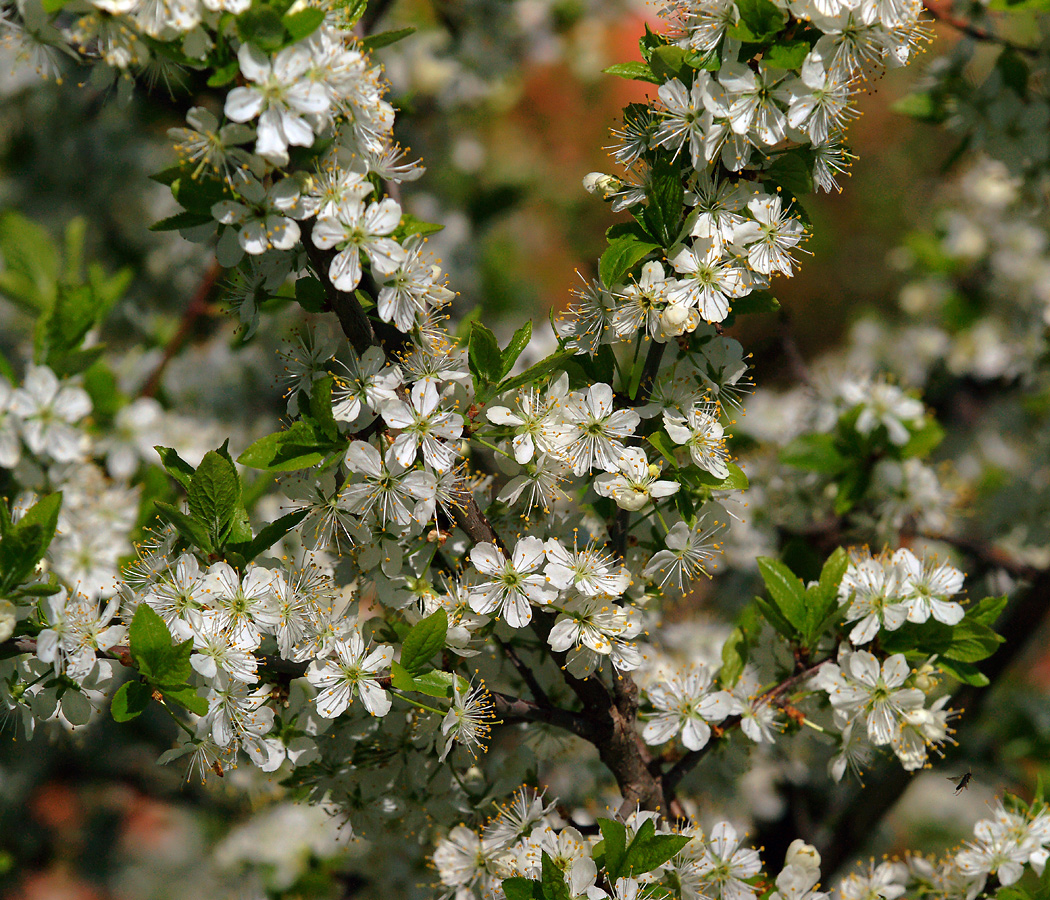 Изображение особи Prunus spinosa.