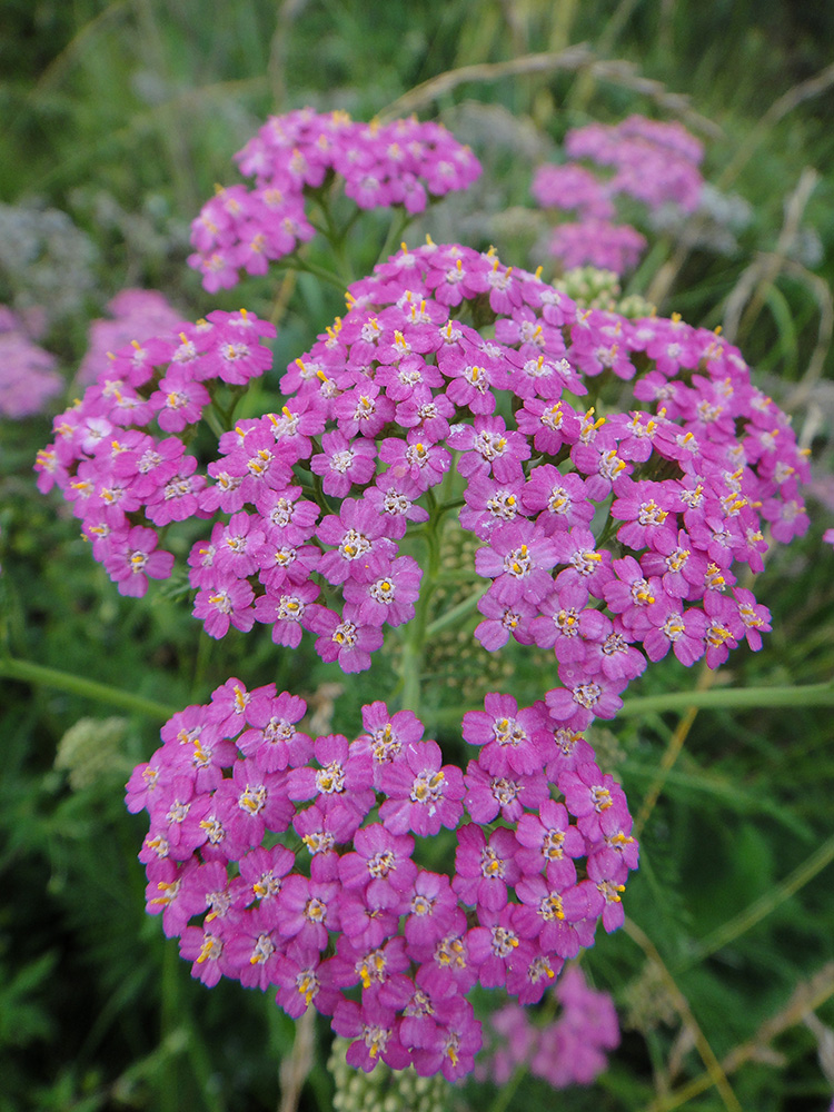 Изображение особи Achillea millefolium.