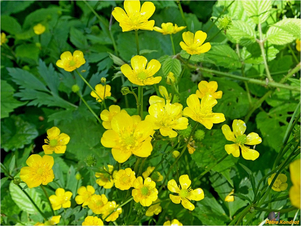 Изображение особи Ranunculus repens.