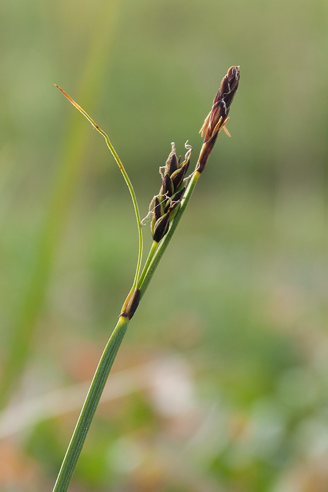 Изображение особи Carex bigelowii.