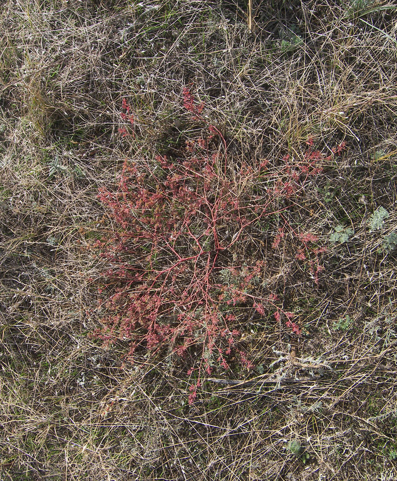 Image of Euphorbia glyptosperma specimen.