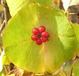 Lonicera dioica