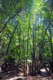 Nypa fruticans. Вегетирующее растение во время отлива (длина листа около 5 м). Малайзия, о-в Калимантан, национальный парк Бако, мангровый лес. 09.05.2017.