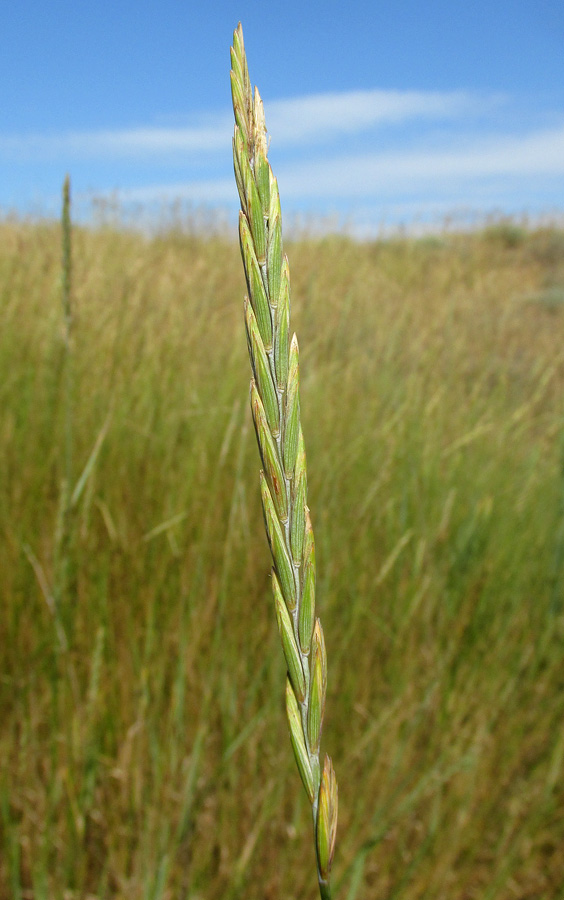 Изображение особи Elytrigia repens.