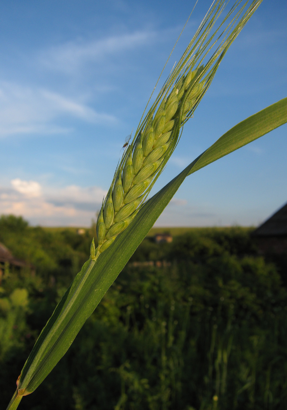 Изображение особи Triticum volgense.