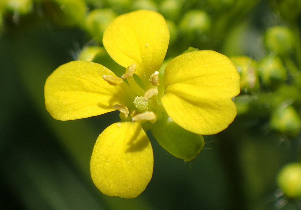 Изображение особи Bunias orientalis.